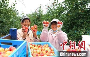 圖為興安盟沙果迎豐收?！】朴仪捌煳麄鞑抗﹫D
