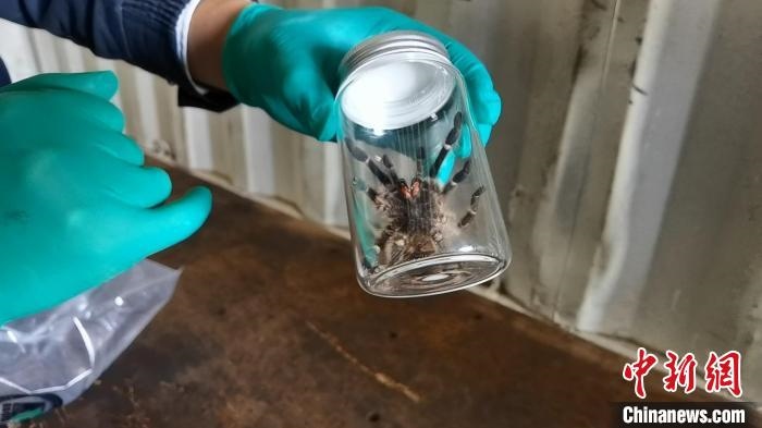 張家港海關工作人員截獲捕鳥蛛?！⊥踅〕?攝