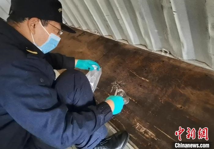 張家港海關工作人員截獲捕鳥蛛?！⊥踅〕?攝