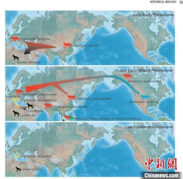 非洲野犬-異豺支系的演化脈絡(luò)圖?！≈锌圃汗偶棺邓?供圖