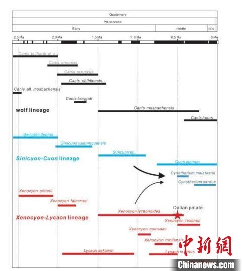 第四紀(jì)主要犬族成員分布年代圖?！≈锌圃汗偶棺邓?供圖