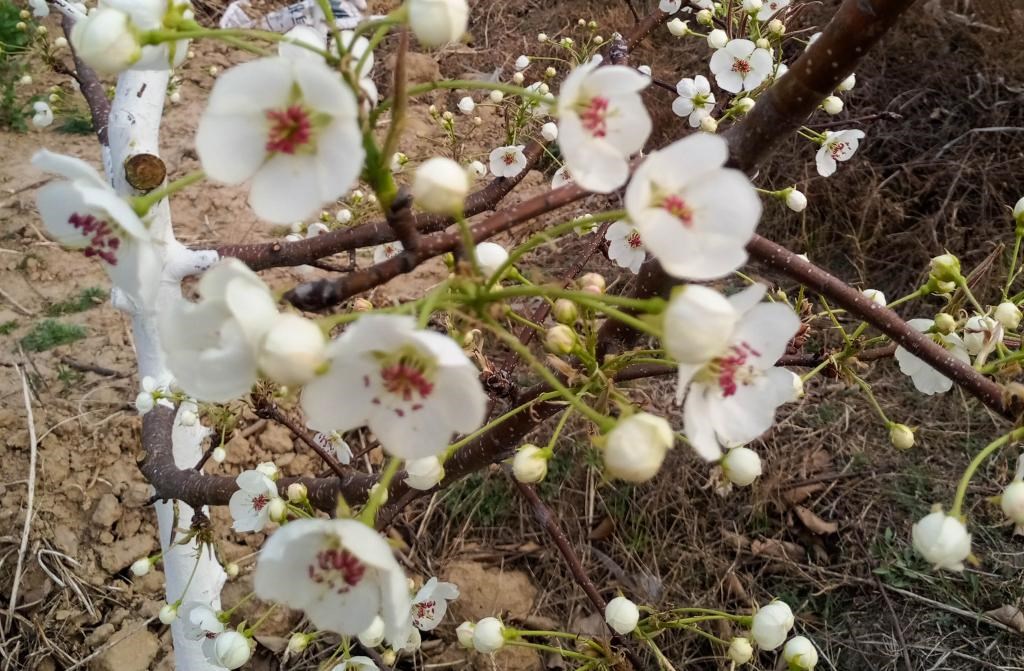 這是拍攝的汾西縣后加樓村盛開的梨花。(受訪者供圖)