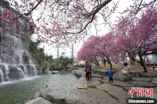 2月23日，市民在乾藝梅園景區(qū)觀賞綻放的梅花。陳興輝 攝