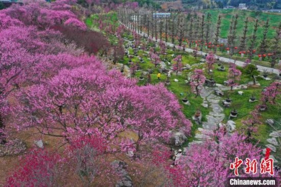 2月23日，航拍乾藝梅園景區(qū)綻放的梅花。瞿宏倫 攝