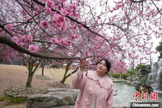 2月23日，市民在乾藝梅園景區(qū)觀賞綻放的梅花。陳興輝 攝