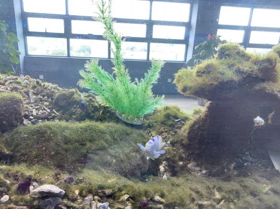 圖為寶鋼湛江鋼鐵水控中心，觀賞海魚(yú)在鋼渣漁礁里游動(dòng)