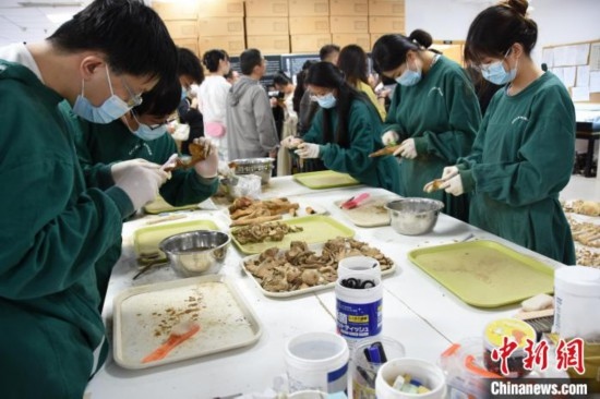 圖為鄭州大學在校大學生正在清理骨骼標本。王宇 攝