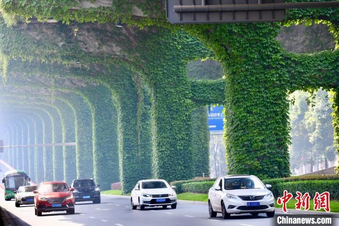 車輛從長滿爬山虎的橋墩旁經(jīng)過?！埨?攝