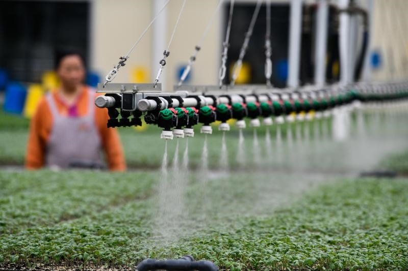 工人在貴陽市開陽縣楠木渡蔬菜良種繁育中心查看自動噴灌系統(tǒng)給辣椒苗澆水情況（2023年5月24日攝）。新華社記者 楊文斌 攝