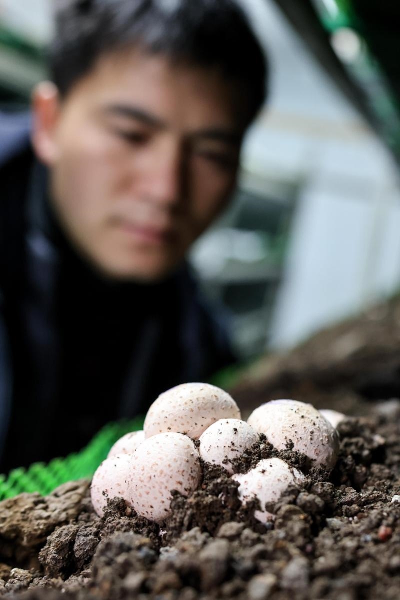 工作人員在貴陽市白云區(qū)食用菌產(chǎn)業(yè)示范園智能菇房內(nèi)查看菌菇生長情況（2022年2月14日攝）。新華社記者 歐東衢 攝