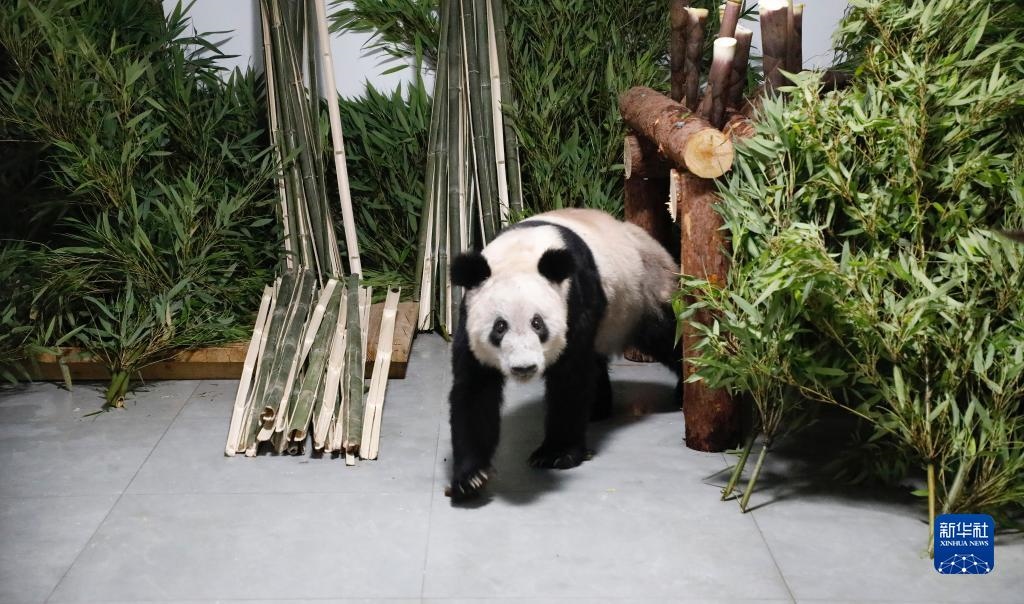 5月29日，大熊貓“丫丫”回到北京動物園。新華社發(fā)（付卓新 攝）