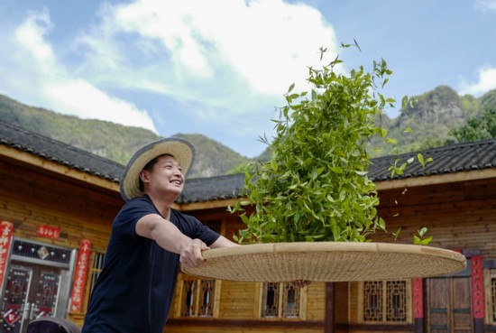 2023年4月19日，重慶市南川區(qū)德隆鎮(zhèn)茶樹村一個居民點，制茶工藝傳承人在幫助村民翻曬新鮮茶葉。