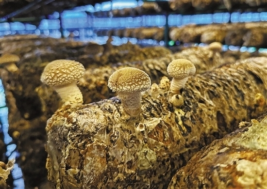 龍游數(shù)智大棚種植的花菇。 記者 祝梅 攝
