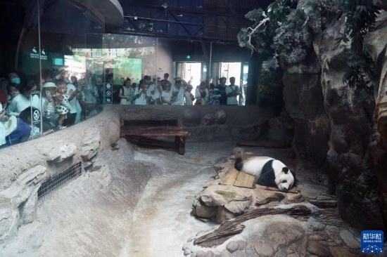 6月22日，游客在北京動(dòng)物園大熊貓館參觀。新華社記者 任超 攝