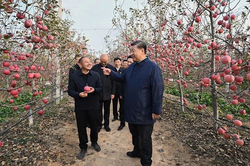 △2022年10月26日，陜西延安高橋鎮(zhèn)南溝村，習近平總書記走進果園，向現場采摘的果農了解蘋果收成。