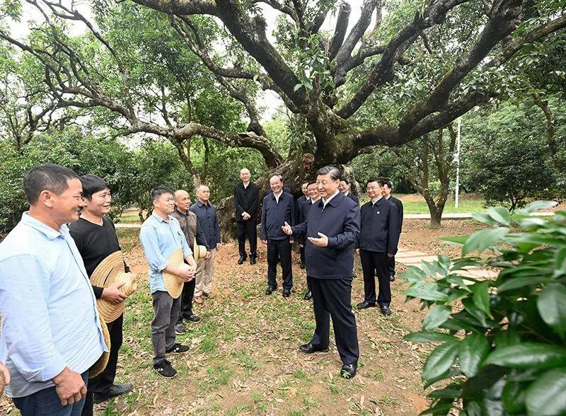 △今年4月11日，習近平總書記在廣東茂名高州市根子鎮(zhèn)柏橋村荔枝種植園，同現場技術人員親切交流。