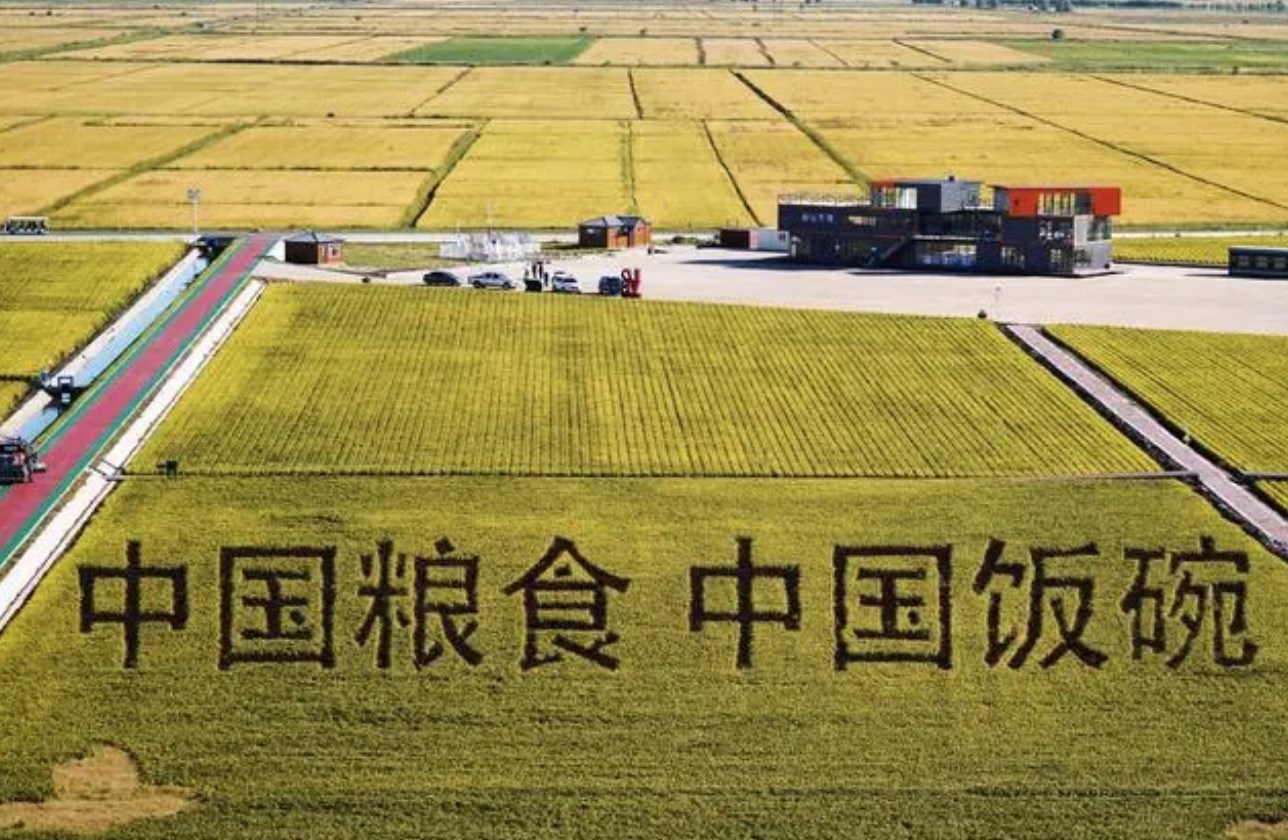2022年9月2日，黑龍江省富錦市萬畝水稻科技示范園內的稻田畫。