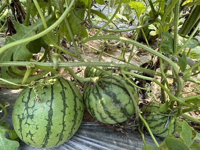 漿水李村瓜果種植基地。王紹紹攝
