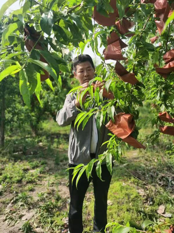 河南長垣樊相鎮(zhèn)谷寨采摘園。王紹紹攝