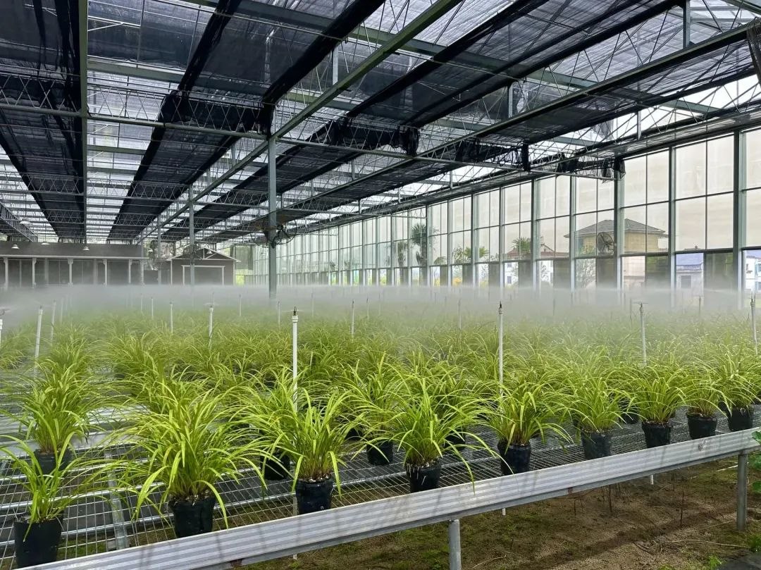 浙江省紹興市柯橋區(qū)漓渚鎮(zhèn)棠棣村的蘭花種植基地。靜玄 攝