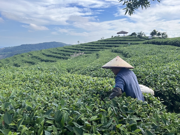 茶農(nóng)正在茶園中采茶。人民網(wǎng) 高清揚攝