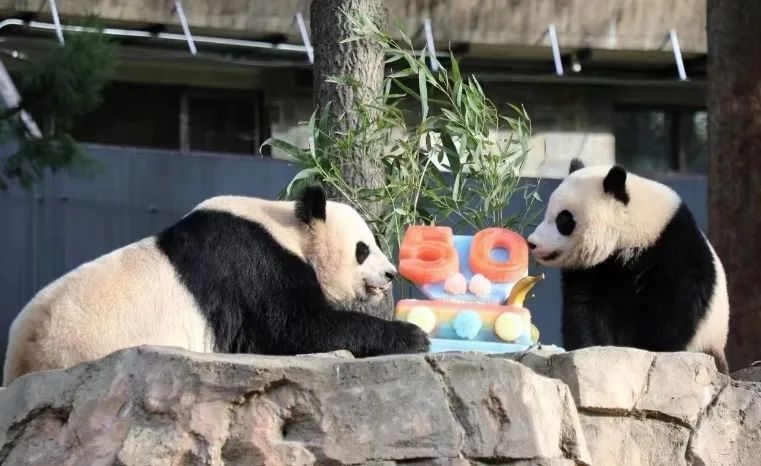2022年，美國國家動物園舉辦活動慶祝大熊貓抵美50周年，園方為大熊貓“美香”“添添”和“小奇跡”一家三口準(zhǔn)備了有“50”字樣的冰凍水果蛋糕。（圖片來源：雅安市廣播電視臺）