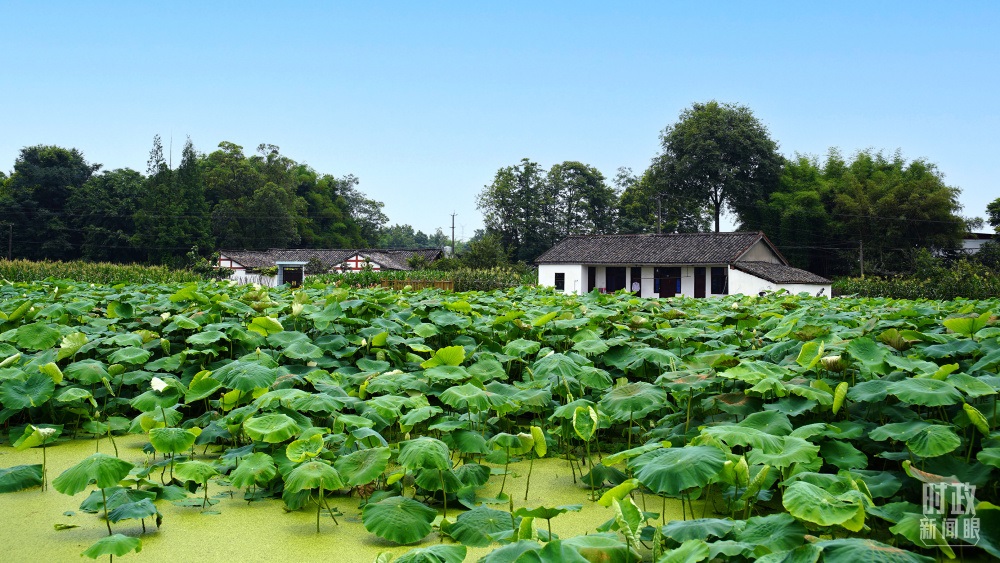 四川眉山，永豐村荷塘。2022年6月，習(xí)近平曾到此調(diào)研鄉(xiāng)村振興情況。（總臺央廣記者潘毅拍攝）