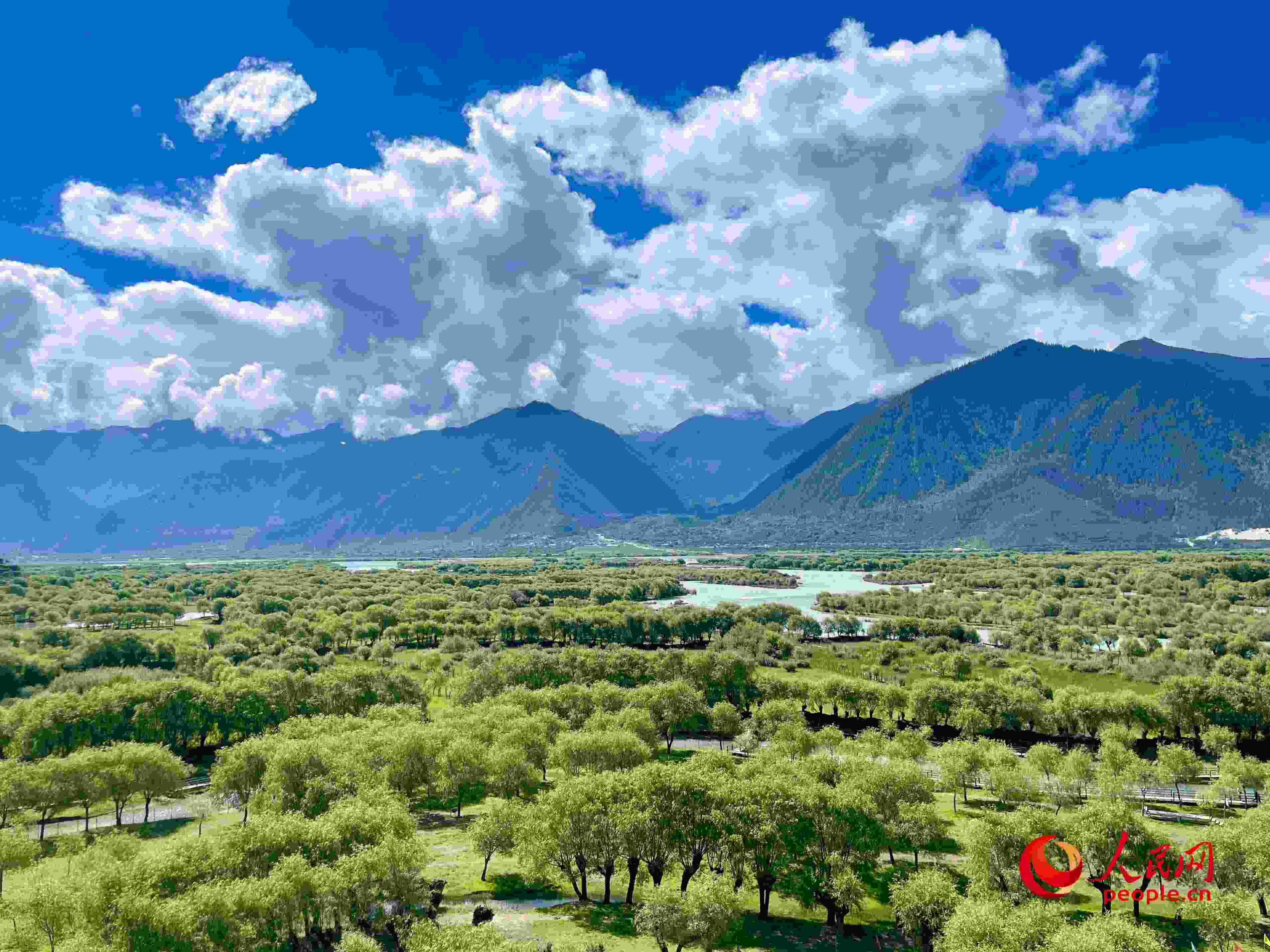 夏日的雅尼國(guó)家濕地公園生機(jī)盎然，如詩(shī)如畫。人民網(wǎng) 周靜圓攝