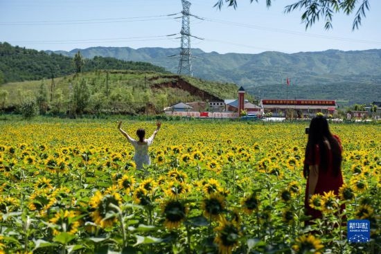 8月12日，游客在寧夏固原市涇源縣大灣鄉(xiāng)楊嶺村向日葵田中拍照。新華社記者 李旭倫 攝