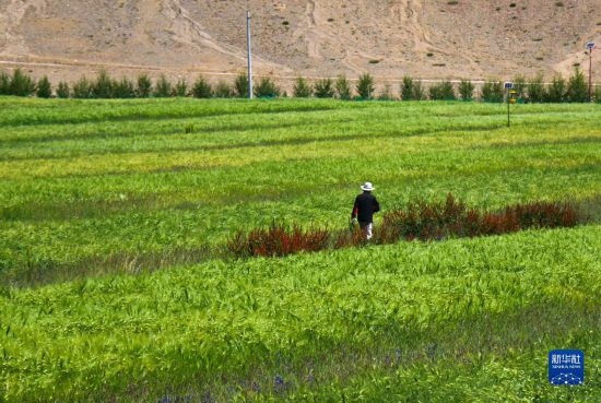 8月12日，西藏阿里地區(qū)普蘭縣赤德村村民在一片青稞田里行走。