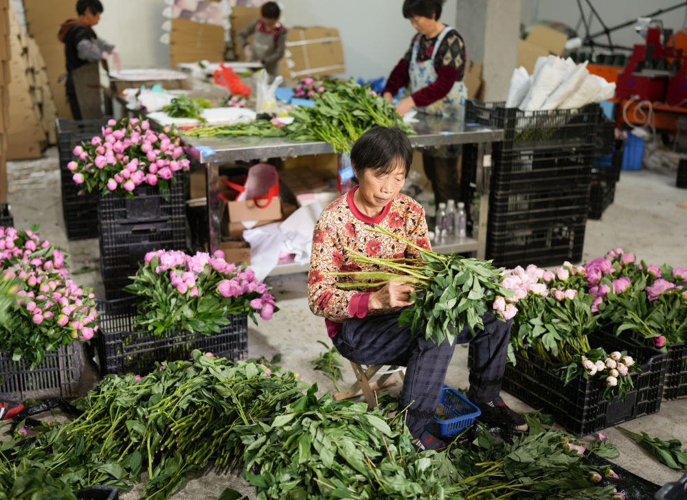 在浦江縣杭坪鎮(zhèn)烏漿村的鮮花種植基地，村民在處理芍藥鮮切花，準(zhǔn)備發(fā)往各地（5月23日攝）。新華社記者 翁忻旸 攝