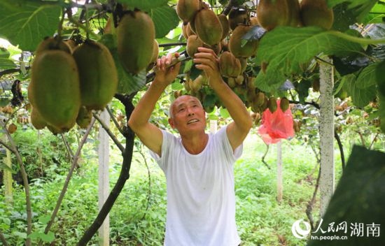 “農(nóng)民專家”丁清清在果園里采摘。 人民網(wǎng)記者 劉賓攝
