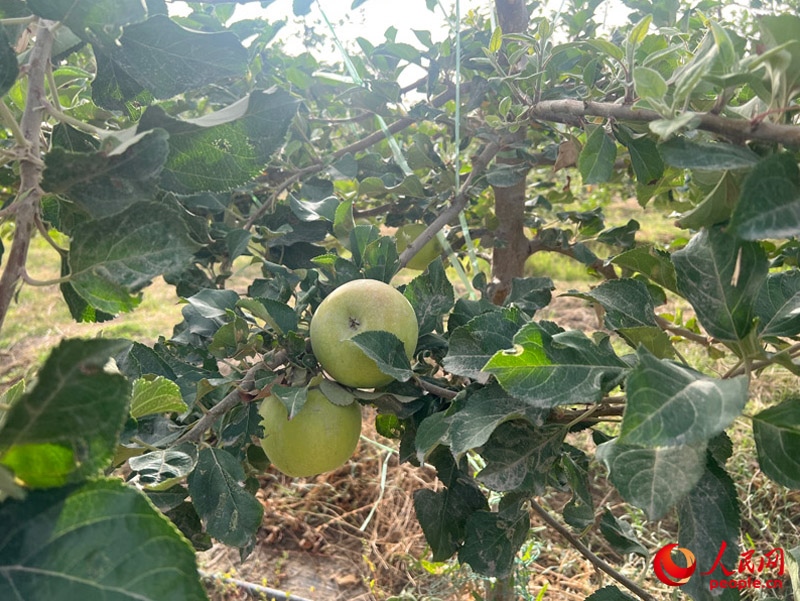 已有蘋果掛在枝頭，10月底即可成熟。人民網(wǎng)記者 常雪梅攝
