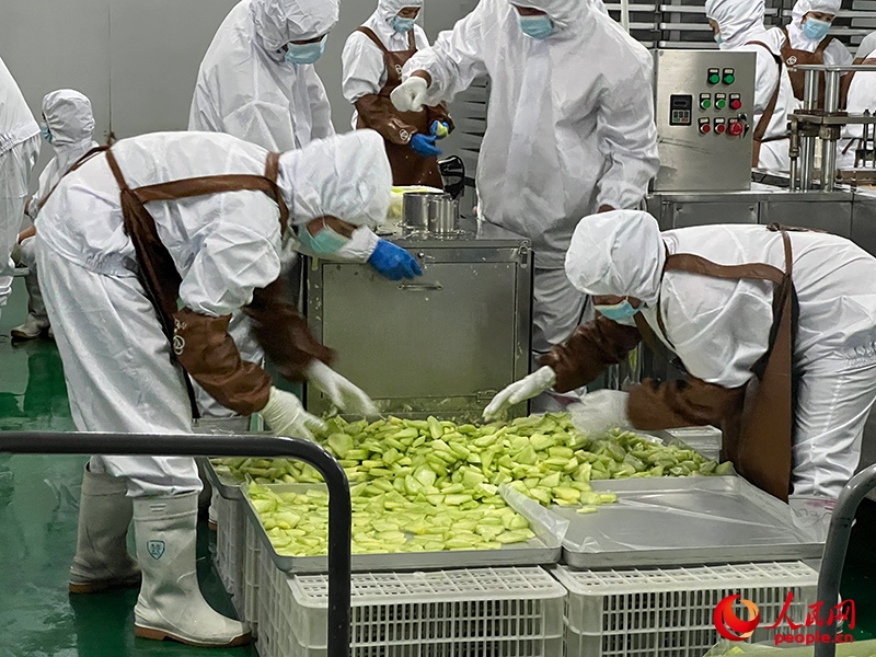 切片哈密瓜將被做成凍干食品。人民網(wǎng)記者 常雪梅攝