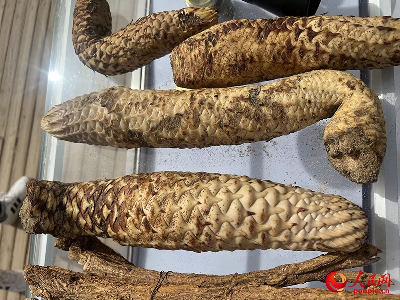 林下經(jīng)濟(jì)作物肉蓯蓉。人民網(wǎng)記者 常雪梅攝