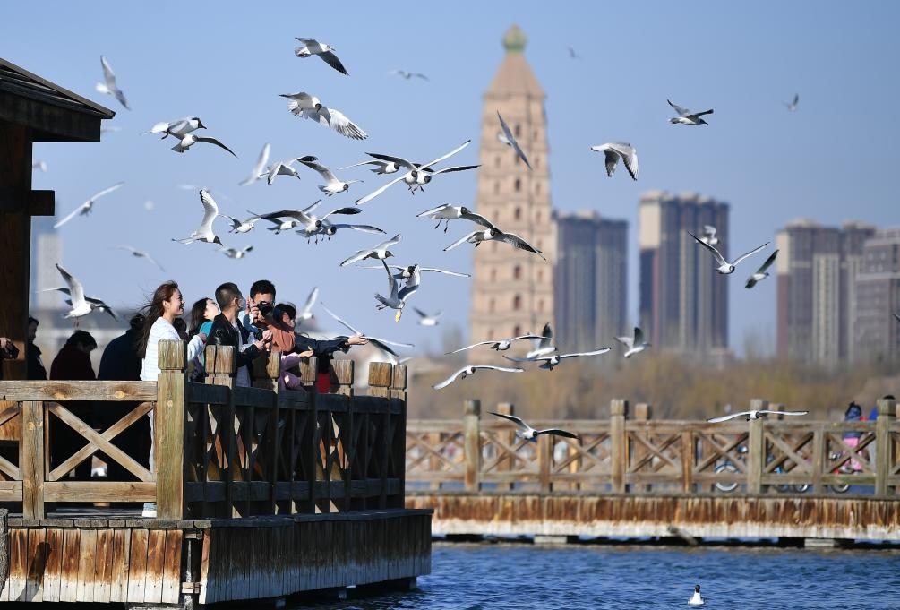 市民在寧夏銀川市海寶公園觀賞候鳥（2023年3月12日攝）。新華社記者王鵬 攝
