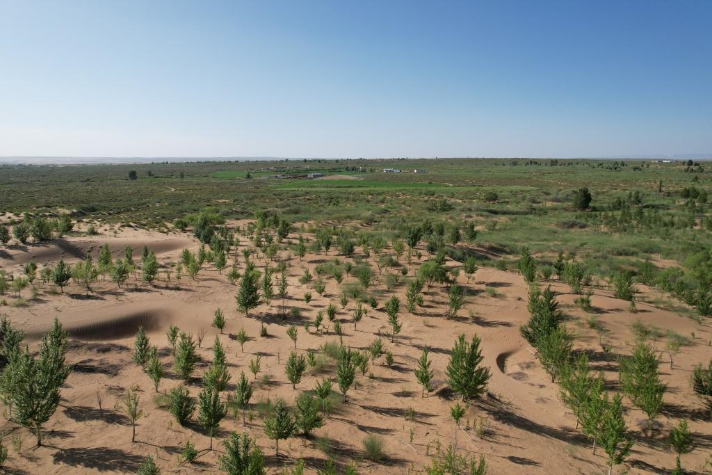 在庫布其沙漠腹地，牧民已讓10萬畝沙地變綠洲（無人機照片，2023年6月25日攝）。新華社記者李云平 攝