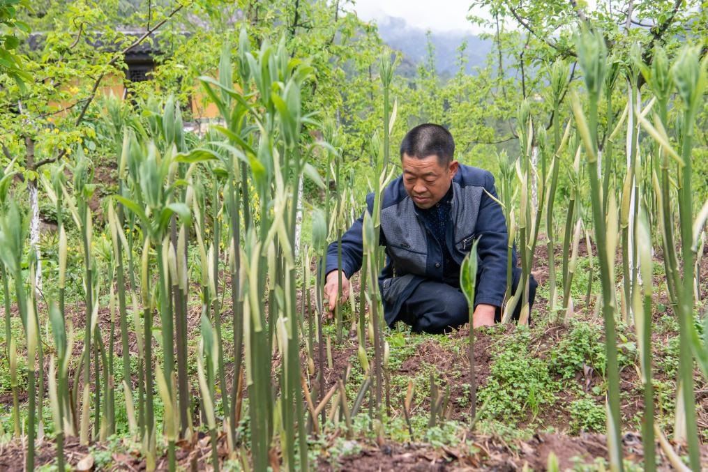 4月14日，村民陳朋在地里管護(hù)種植的黃精。新華社記者 唐奕 攝