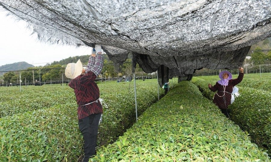  在浙江省紹興市越城區(qū)富盛鎮(zhèn)抹茶生產(chǎn)基地，農(nóng)戶為茶樹(shù)拉遮陽(yáng)網(wǎng)（2023年2月28日攝）。