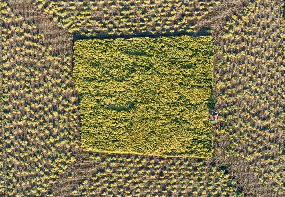 在吉林省舒蘭市平安鎮(zhèn)金星村，農(nóng)民駕駛農(nóng)機收割水稻（2023年9月21日攝，無人機照片）。新華社記者 張楠 攝