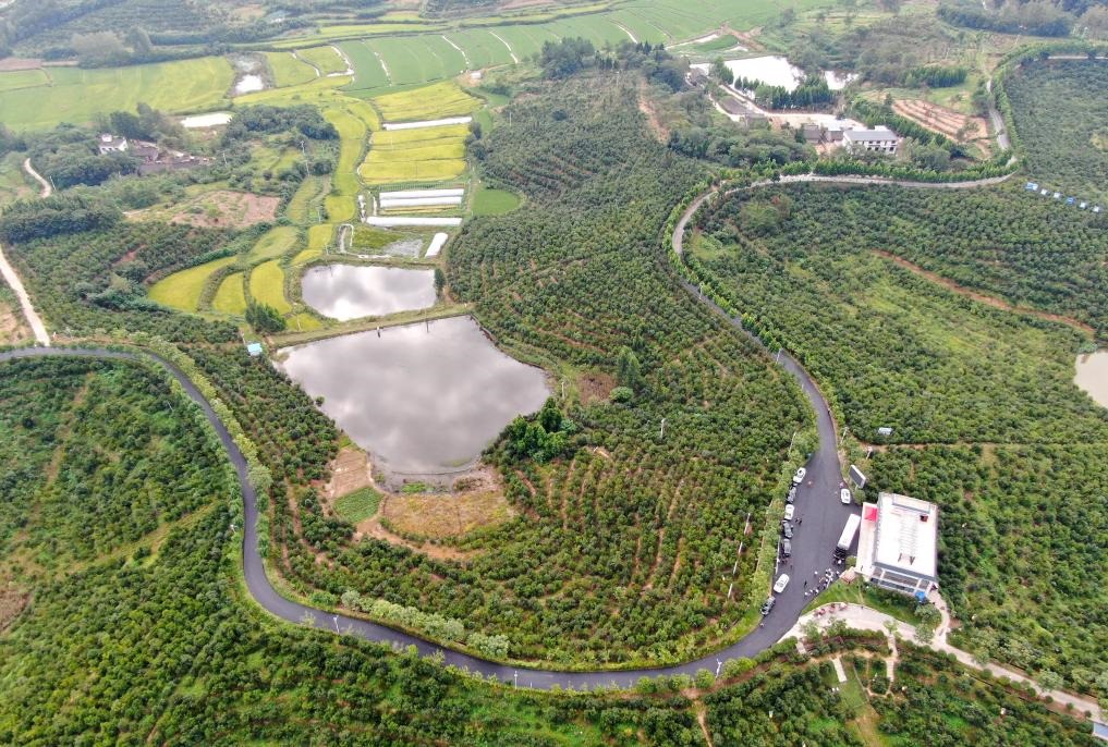 這是2020年8月25日拍攝的河南省光山縣槐店鄉(xiāng)司馬光油茶園（無人機(jī)照片）。新華社記者郝源攝