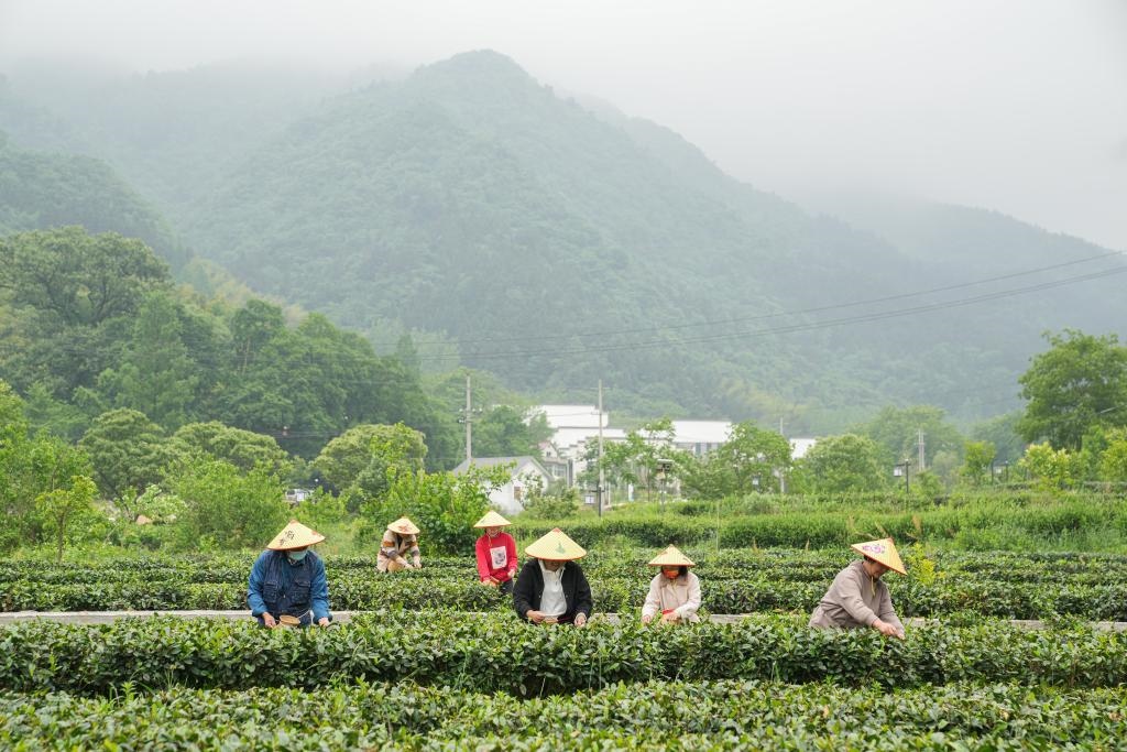 2022年5月11日，村民在大灣村生態(tài)茶園內(nèi)采摘茶葉。新華社記者杜宇攝