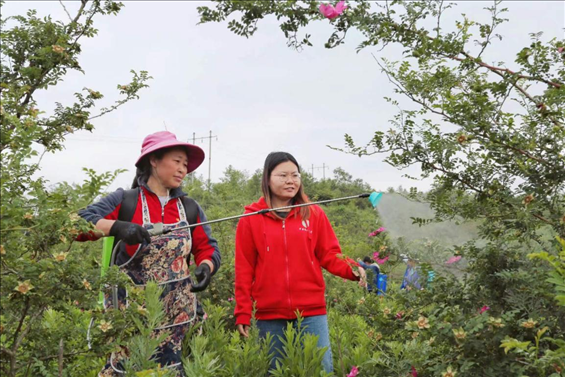 王永華（右一）向龍鳳村村民傳授噴灑農(nóng)藥技術(shù)要領(lǐng)。受訪者供圖