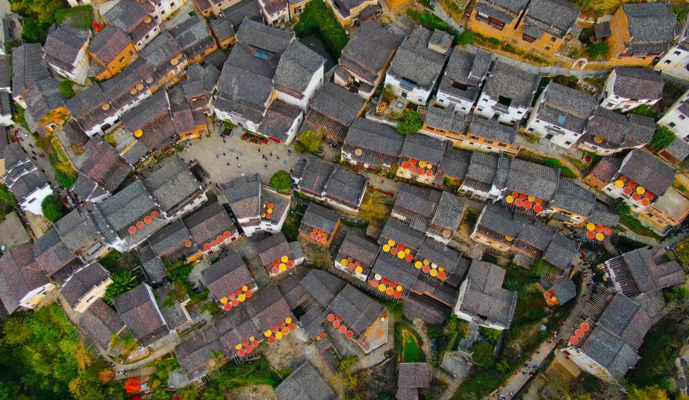 這是婺源縣江灣鎮(zhèn)篁嶺村的曬秋景象（2019年11月7日攝）。