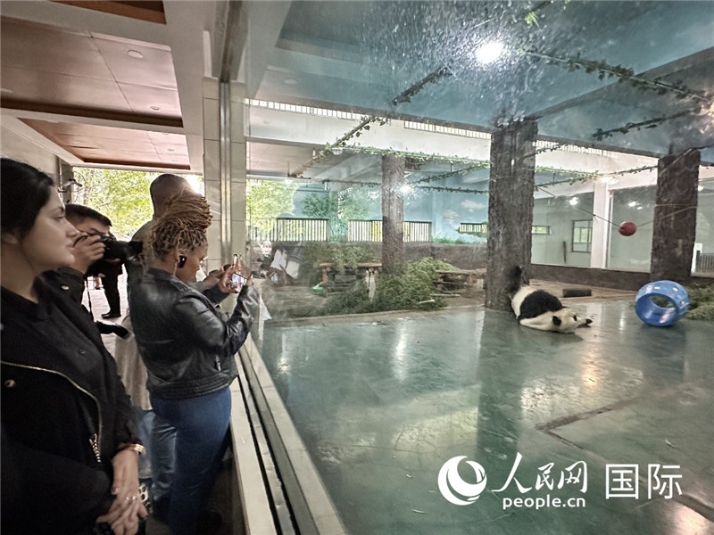 “增進(jìn)民心相通”國(guó)際民間人士代表團(tuán)參觀安吉竹博園大熊貓館。人民網(wǎng)記者 周雨攝