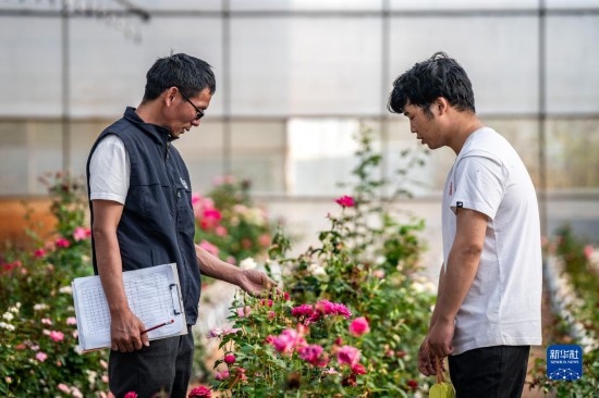 在云南省安寧市現(xiàn)代農(nóng)業(yè)園區(qū)玫瑰種植示范園，技術員田連通（左）在和同事交流（10月20日攝）。