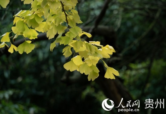 觀山湖公園秋意漸濃。人民網(wǎng) 陽茜攝