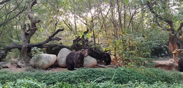 長隆野生動物世界園區(qū)內，黑熊在森林間散步。人民網記者 張藝開攝