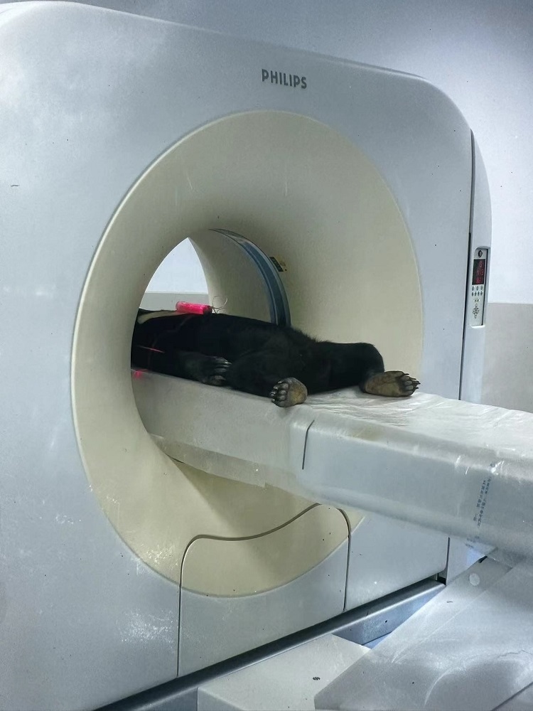 長隆野生動物世界的動物醫(yī)院內，馬來熊在做核磁共振檢查。人民網記者 李舫攝