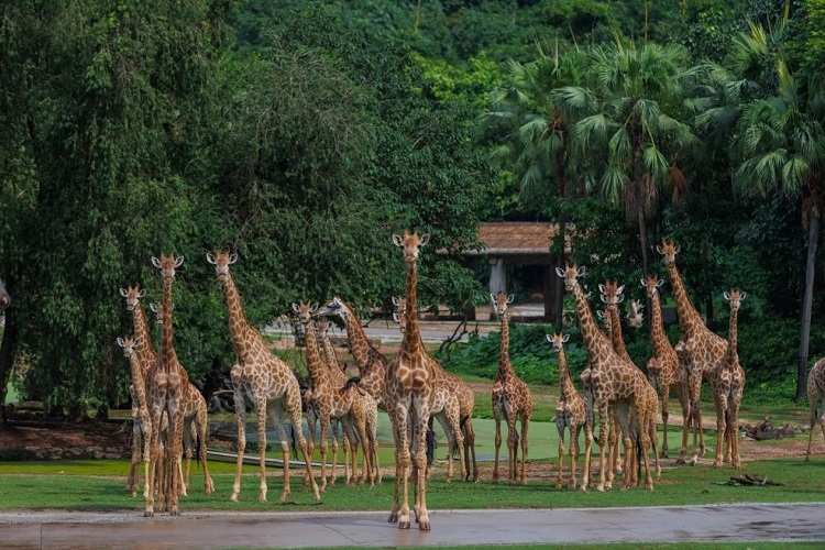 長隆野生動物世界園區(qū)內，長頸鹿正在散步。鄧泳怡攝